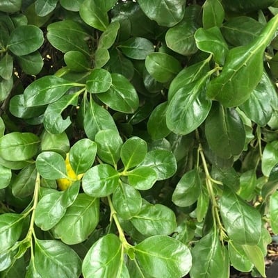 Coprosma repens — leaf
