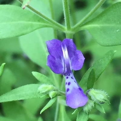Trichostema dichotomum — flower
