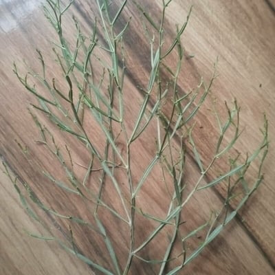 Baccharis articulata — leaf