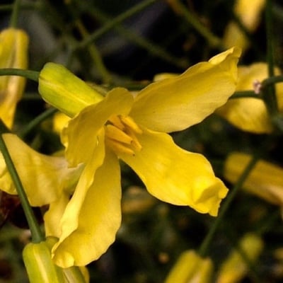 Brassica oleracea — flower