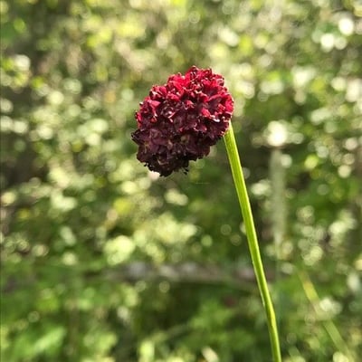 Sanguisorba officinalis — flower