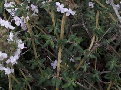 Garden thyme