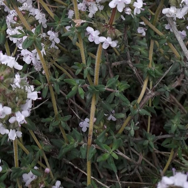Garden thyme