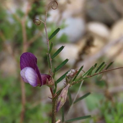 Vicia peregrina — flower