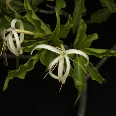 Exostema caribaeum — flower