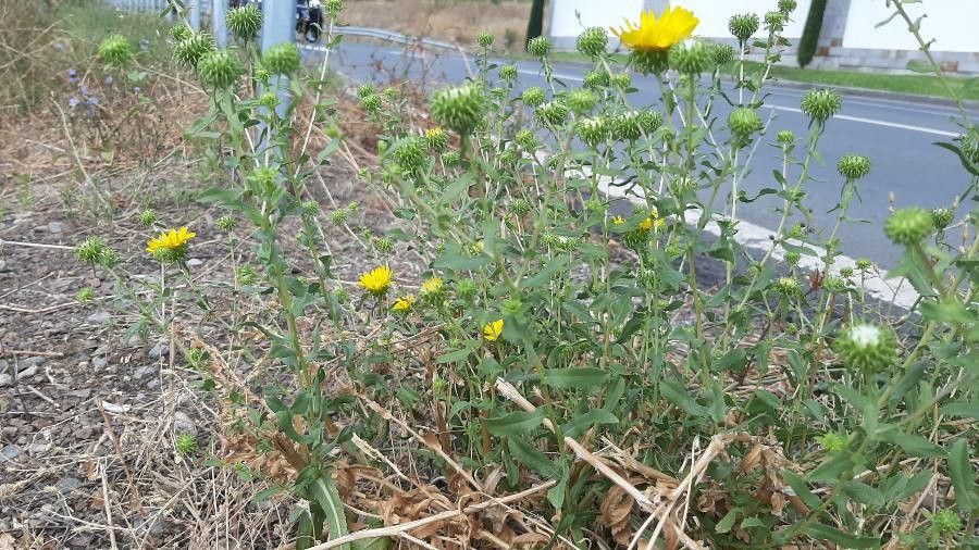 Curly-cup gumweed