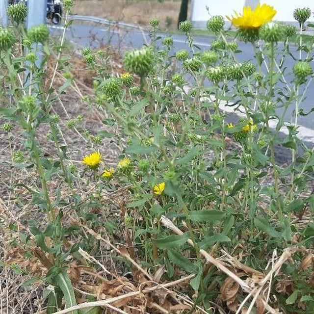 Grindelia squarrosa — flower
