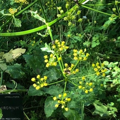 Opopanax chironius — flower