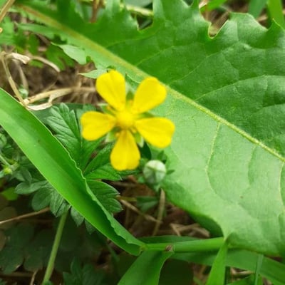 Potentilla anglica — flower