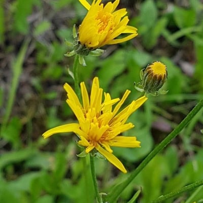 Crepis paludosa — flower