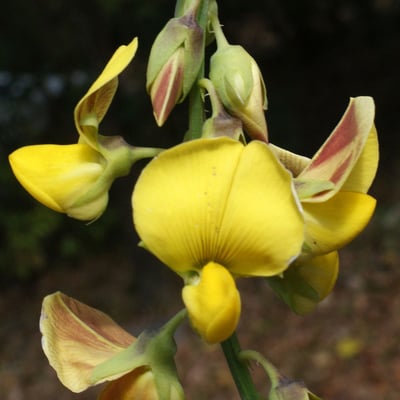 Crotalaria retusa — flower
