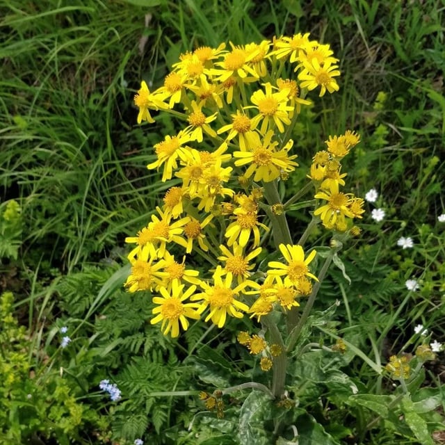 Tephroseris helenitis — flower