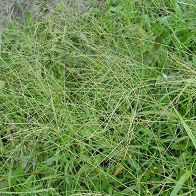 Digitaria horizontalis — habit