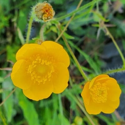 Ranunculus lanuginosus — flower