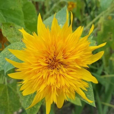 Carthamus tinctorius — flower
