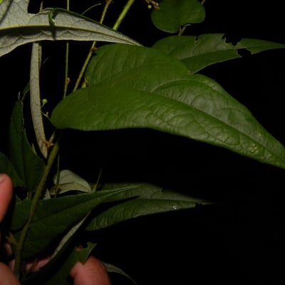 Wissadula periplocifolia — leaf