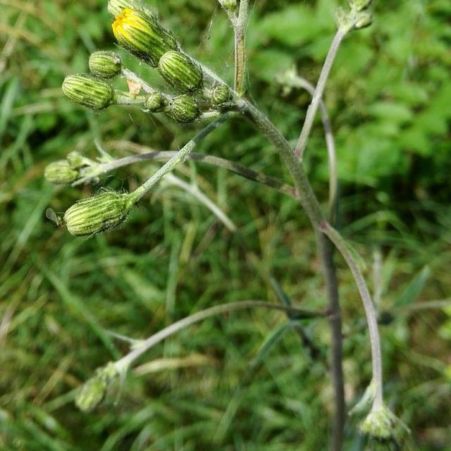 Hieracium umbellatum — flower