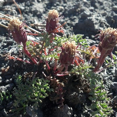 Chaenactis douglasii — flower