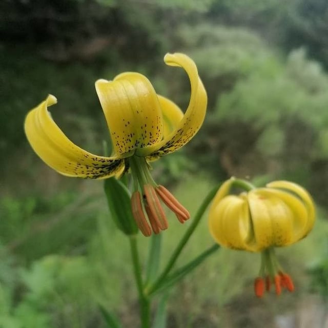 Lilium pyrenaicum — flower