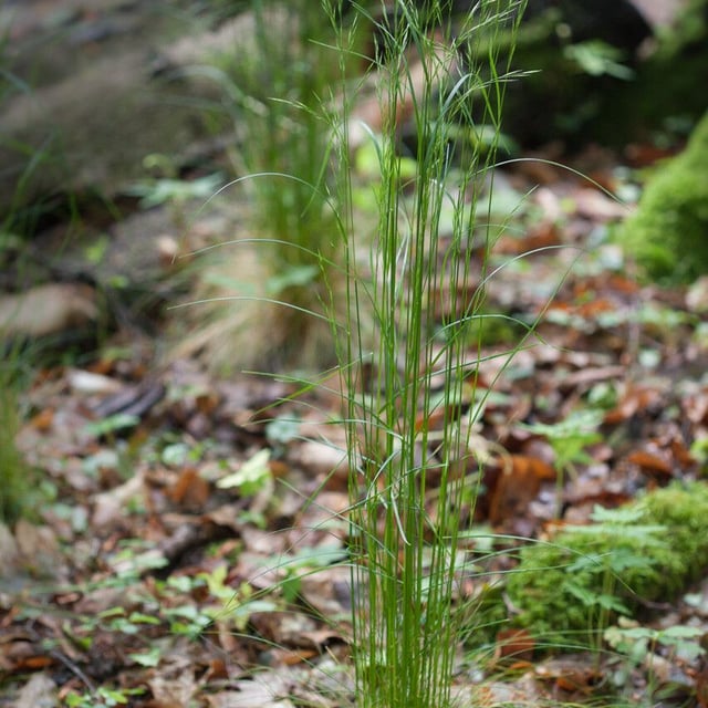 Festuca heterophylla — flower