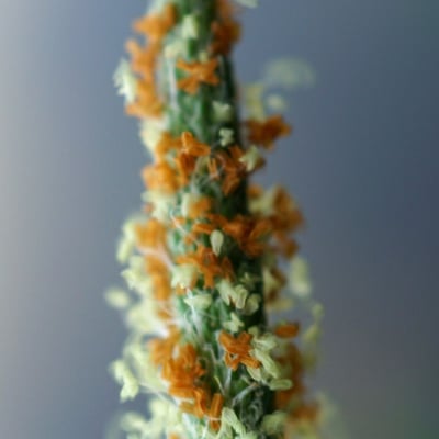 Alopecurus aequalis — flower