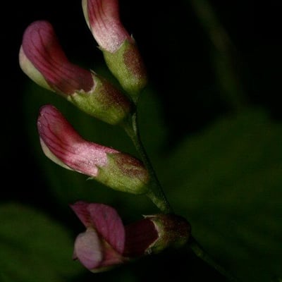 Vicia dumetorum — flower