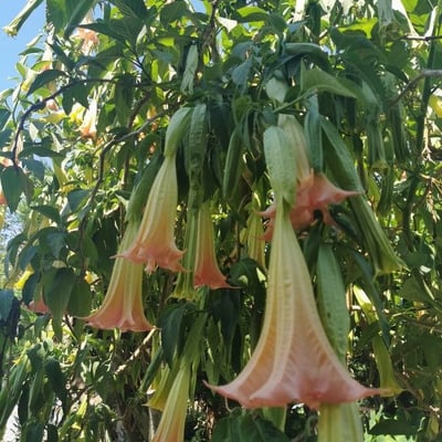 Brugmansia arborea — flower