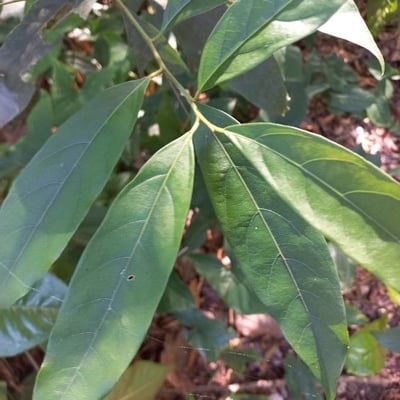 Lindera communis — leaf