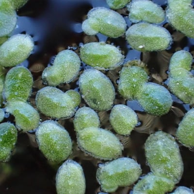 Lemna minuta — flower