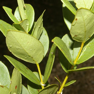 Psidium salutare — leaf