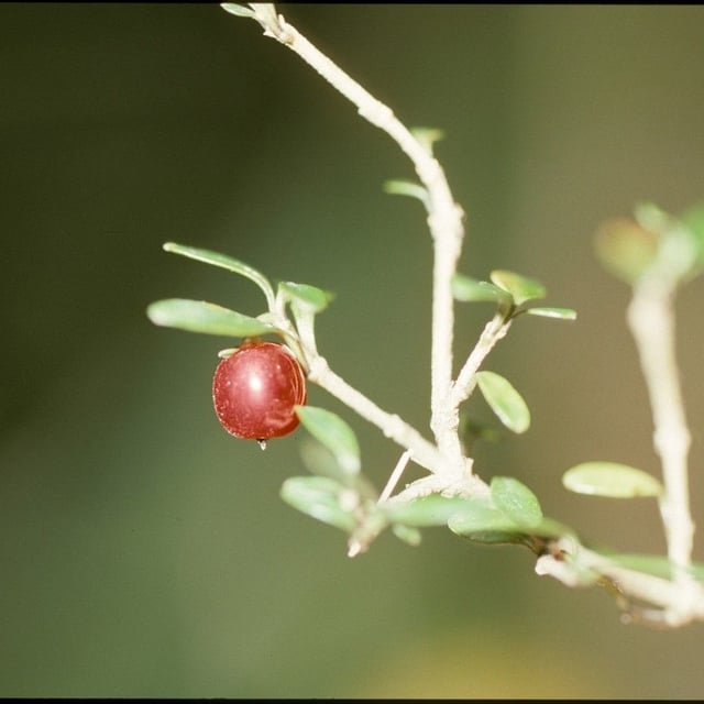 Coprosma propinqua — flower