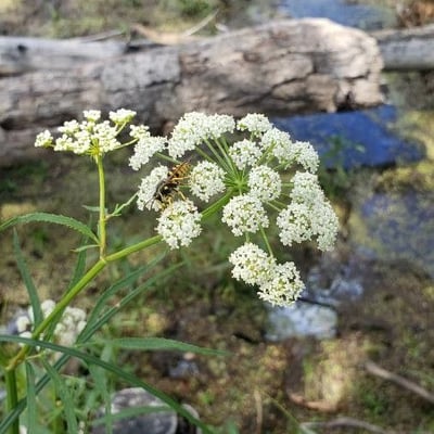 Sium suave — flower