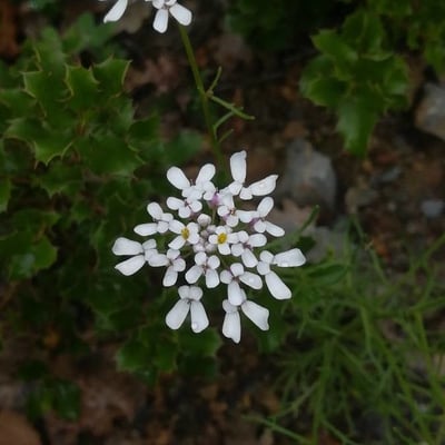 Iberis pinnata — flower