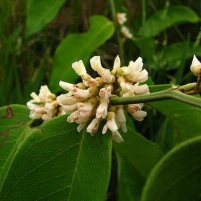 Dalbergia ecastaphyllum — flower