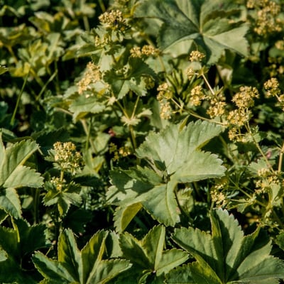 Alchemilla subcrenata — flower