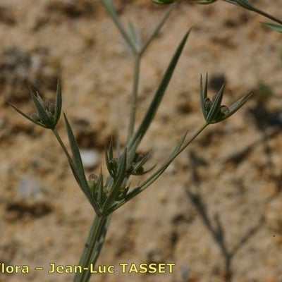Bupleurum semicompositum — flower