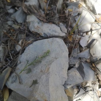 Artemisia alba — flower