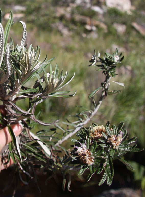 Lychnophora salicifolia