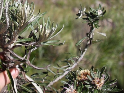Lychnophora salicifolia