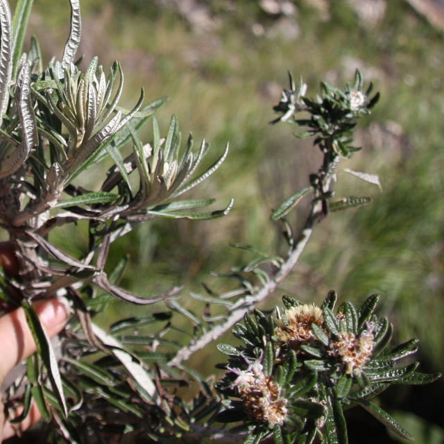 Lychnophora salicifolia