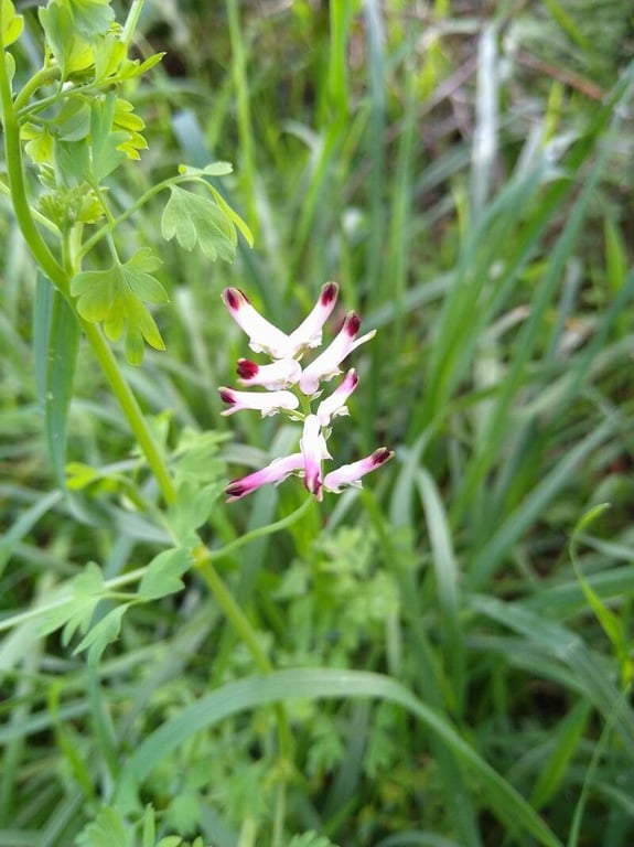 Common ramping-fumitory