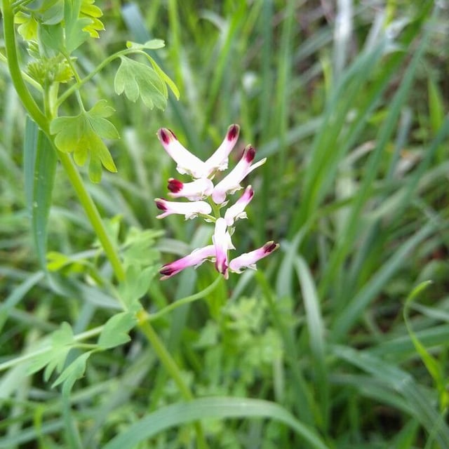 Fumaria muralis — flower