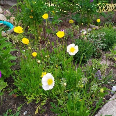 Papaver nudicaule — flower