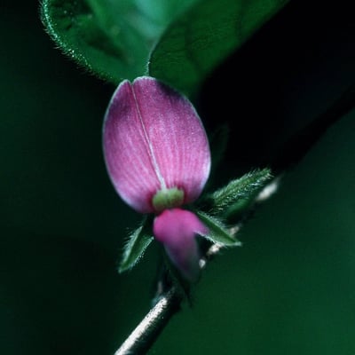 Galactia striata — flower