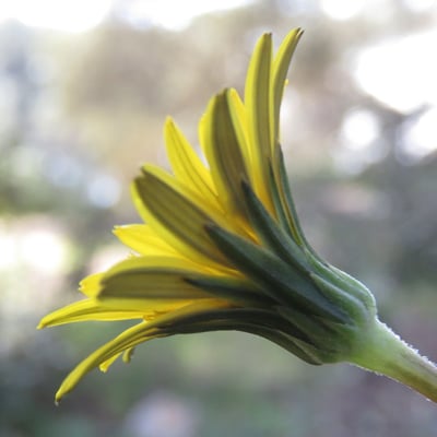 Hyoseris radiata — flower