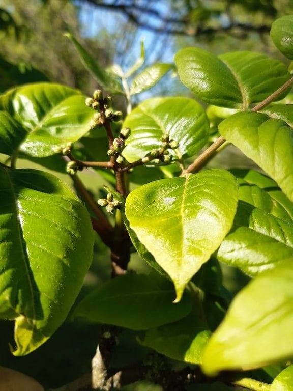 Chinese corktree