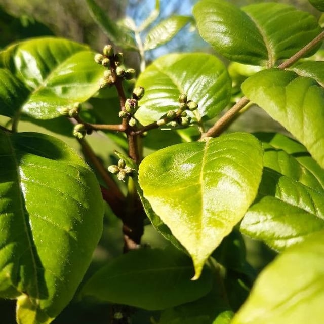 Chinese corktree