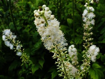 Black cohosh