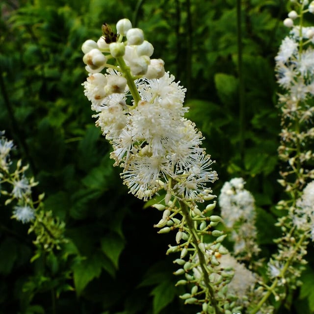 Black cohosh