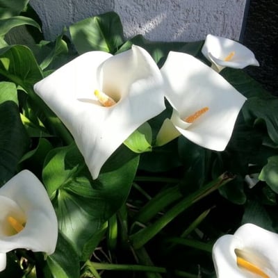 Zantedeschia aethiopica — flower